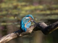 Alcedo atthis 92, IJsvogel, Saxifraga-Luuk Vermeer