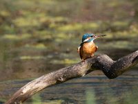 Alcedo atthis 94, IJsvogel, Saxifraga-Luuk Vermeer