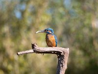 Alcedo atthis 97, IJsvogel, Saxifraga-Luuk Vermeer