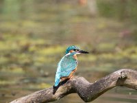 Alcedo atthis 99, IJsvogel, Saxifraga-Luuk Vermeer