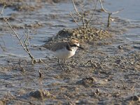 Anarhynchus alexandrinus, Kentish Plover