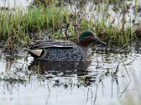 Anas crecca 44, Wintertaling, Saxifraga-Luuk Vermeer