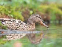 Anas platyrhynchos 57, Wilde eend, Saxifraga-Luuk Vermeer