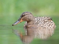 Anas platyrhynchos 60, Wilde eend, Saxifraga-Luuk Vermeer