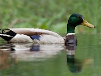 Anas platyrhynchos 68, Wilde eend, Saxifraga-Luuk Vermeer