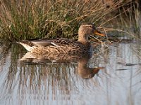 Anas platyrhynchos 79, Wilde eend, Saxifraga-Luuk Vermeer