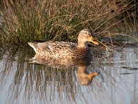 Anas platyrhynchos 80, Wilde eend, Saxifraga-Luuk Vermeer