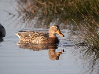 Anas platyrhynchos 82, Wilde eend, Saxifraga-Luuk Vermeer