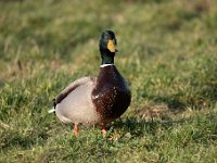 Anas platyrhynchos 83, Wilde eend, Saxifraga-Luuk Vermeer