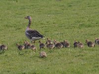 Anser anser 78, Grauwe gans, Saxifraga-Luuk Vermeer