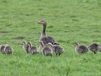 Anser anser 83, Grauwe gans, Saxifraga-Luuk Vermeer