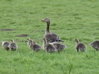 Anser anser 84, Grauwe gans, Saxifraga-Luuk Vermeer