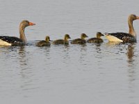 Anser anser 92, Grauwe gans, Saxifraga-Tom Heijnen