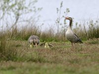 Anser anser 93, Grauwe gans, Saxifraga-Tom Heijnen