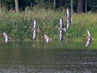 Anser anser 96, Grauwe gans, Saxifraga-Tom Heijnen