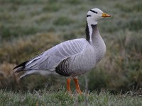 Anser indicus 19, Indische gans, Saxifraga-Luuk Vermeer