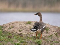 Anser serrirostris 9, Toendrarietgans, Saxifraga-Tom Heijnen