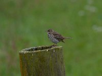 Anthus pratensis 37, Graspieper, Saxifraga-Luuk Vermeer