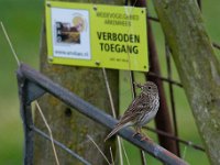 Anthus pratensis 39, Graspieper, Saxifraga-Luuk Vermeer