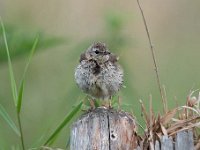 Anthus pratensis 41, Graspieper, Saxifraga-Luuk Vermeer