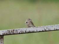 Anthus pratensis 44, Graspieper, Saxifraga-Luuk Vermeer