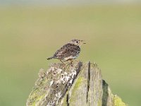 Anthus pratensis 53, Graspieper, Saxifraga-Luuk Vermeer