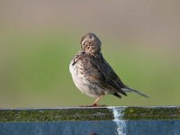 Anthus pratensis 65, Graspieper, Saxifraga-Luuk Vermeer