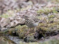 Anthus trivialis 15, Boompieper, Saxifraga-Luuk Vermeer