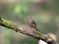 Anthus trivialis 26, Boompieper, Saxifraga-Luuk Vermeer