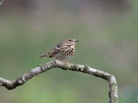 Anthus trivialis 29, Boompieper, Saxifraga-Luuk Vermeer