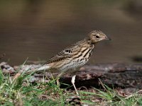 Anthus trivialis 33, Boompieper, Saxifraga-Luuk Vermeer