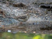 Anthus trivialis 35, Boompieper, Saxifraga-Luuk Vermeer