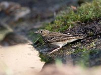 Anthus trivialis 40, Boompieper, Saxifraga-Luuk Vermeer