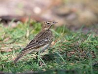 Anthus trivialis 42, Boompieper, Saxifraga-Luuk Vermeer