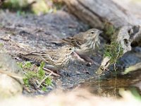 Anthus trivialis 44, Boompieper, Saxifraga-Luuk Vermeer