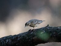 Anthus trivialis 47, Boompieper, Saxifraga-Luuk Vermeer