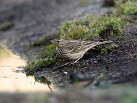 Anthus trivialis 52, Boompieper, Saxifraga-Luuk Vermeer