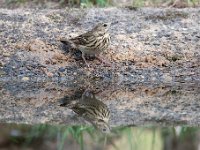 Anthus trivialis 53, Boompieper, Saxifraga-Luuk Vermeer