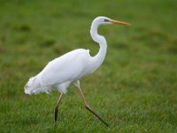 Ardea alba 106, Grote zilverreiger, Saxifraga-Luuk Vermeer