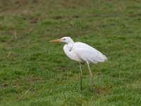 Ardea alba 108, Grote zilverreiger, Saxifraga-Luuk Vermeer