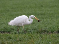 Ardea alba 116, Grote zilverreiger, Saxifraga-Luuk Vermeer