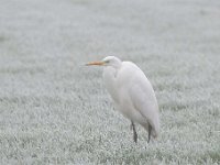 Ardea alba 120, Grote zilverreiger, Saxifraga-Luuk Vermeer