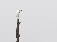 Ardea alba 135, Grote zilverreiger, Saxifraga-Hans Dekker