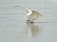 Ardea alba 137, Grote zilverreiger, Saxifraga-Ed Stikvoort