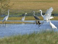 Ardea alba 141, Grote zilverreiger, Saxifraga-Tom Heijnen