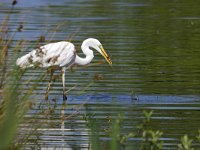 Ardea alba 144, Grote zilverreiger, Saxifraga-Tom Heijnen