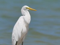 Ardea alba 149, Grote zilverreiger, Saxifraga-Tom Heijnen