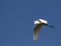 Ardea alba 56, Grote zilverreiger, Saxifraga-Dirk Hilbers