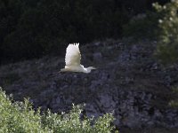 Ardea alba 62, Grote zilverreiger, Saxifraga-Dirk Hilbers