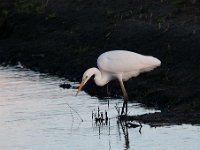 Ardea alba 69, Grote zilverreiger, Saxifraga-Luuk Vermeer